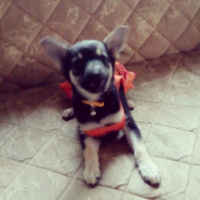 Chihuahua, Köpek  Alice fotoğrafı