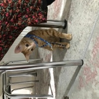 Tekir Kedi, Kedi  Ateş fotoğrafı
