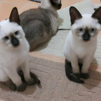 Siyam Kedisi, Kedi  Moniş fotoğrafı