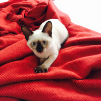 Siyam Kedisi, Kedi  Moniş fotoğrafı