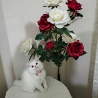 British Shorthair, Kedi  İnci fotoğrafı