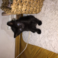 Siyam Kedisi, Kedi  Patik fotoğrafı