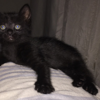 Siyam Kedisi, Kedi  Patik fotoğrafı