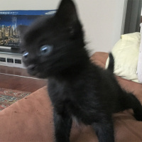 Siyam Kedisi, Kedi  Patik fotoğrafı