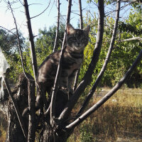 Mojave Spotted (Mojave çöl Kedisi), Kedi  sis fotoğrafı