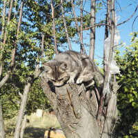 Mojave Spotted (Mojave çöl Kedisi), Kedi  sis fotoğrafı