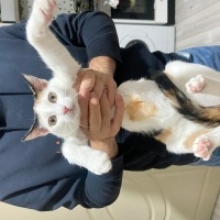 Tekir Kedi, Kedi  Dobby fotoğrafı