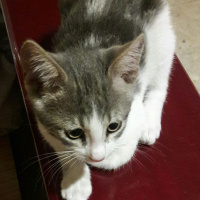 Tekir Kedi, Kedi  arsız fotoğrafı
