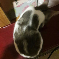 Tekir Kedi, Kedi  arsız fotoğrafı