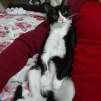 Soke, Kedi  Peri fotoğrafı