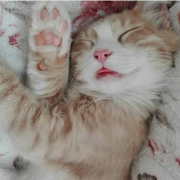 Soke, Kedi  Leon fotoğrafı