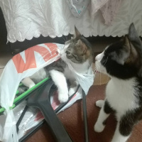 Soke, Kedi  Böğürtlen fotoğrafı