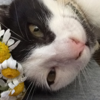 Tuxedo (Smokin) Kedi, Kedi  Haydar fotoğrafı