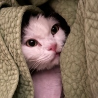 Tekir Kedi, Kedi  Murphy fotoğrafı
