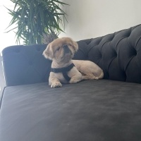 Pekingese, Köpek  Fındık Aslan fotoğrafı