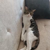 Tekir Kedi, Kedi  Simba fotoğrafı