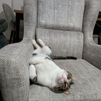 Tekir Kedi, Kedi  Simba fotoğrafı