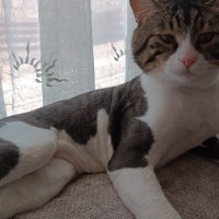Tekir Kedi, Kedi  Simba fotoğrafı