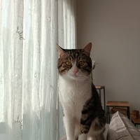 Tekir Kedi, Kedi  Simba fotoğrafı