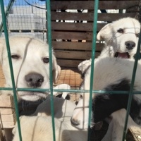 Samoyed, Köpek  Maia fotoğrafı