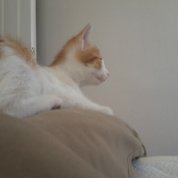 Tekir Kedi, Kedi  Boncuk fotoğrafı
