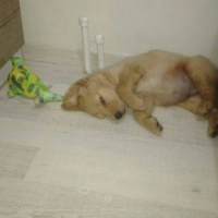 Golden Retriever, Köpek  Efe  fotoğrafı