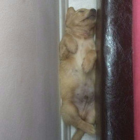 Golden Retriever, Köpek  Efe  fotoğrafı