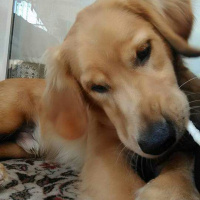 Golden Retriever, Köpek  Efe  fotoğrafı