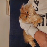 British Longhair, Kedi  Gofret fotoğrafı