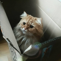 Chinchilla, Kedi  fozzy fotoğrafı