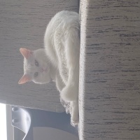 British Longhair, Kedi  Pamuk fotoğrafı