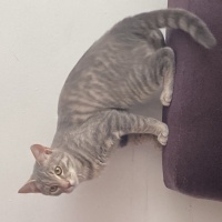 British Shorthair, Kedi  Duman fotoğrafı
