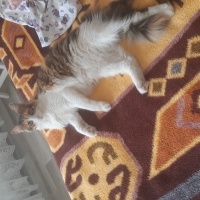 Tekir Kedi, Kedi  Tafi fotoğrafı