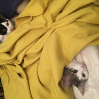 Tekir Kedi, Kedi  Loco ve Shy fotoğrafı