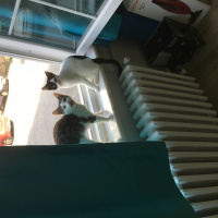 Tekir Kedi, Kedi  Loco ve Shy fotoğrafı
