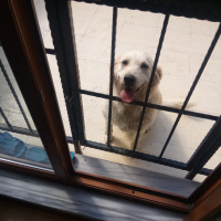 Golden Retriever, Köpek  Alyy fotoğrafı