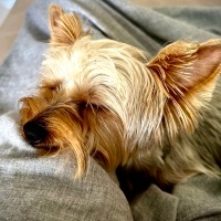 Yorkshire Terrier, Köpek  Chivas fotoğrafı