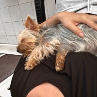 Yorkshire Terrier, Köpek  Chivas fotoğrafı