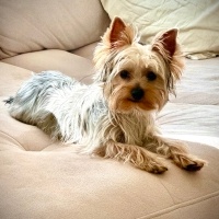 Yorkshire Terrier, Köpek  Chivas fotoğrafı