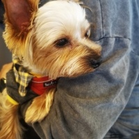 Yorkshire Terrier, Köpek  Chivas fotoğrafı