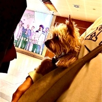Yorkshire Terrier, Köpek  Chivas fotoğrafı