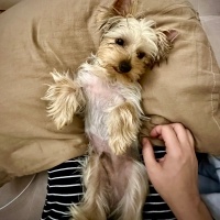 Yorkshire Terrier, Köpek  Chivas fotoğrafı