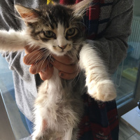 Norwegian Forest, Kedi  YUMAK fotoğrafı