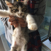Norwegian Forest, Kedi  YUMAK fotoğrafı