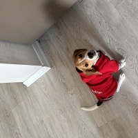 Beagle, Köpek  Kaju fotoğrafı