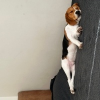 Beagle, Köpek  Kaju fotoğrafı