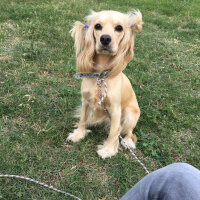 İngiliz Cocker Spaniel, Köpek  Bia fotoğrafı