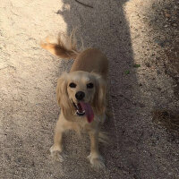 İngiliz Cocker Spaniel, Köpek  Bia fotoğrafı