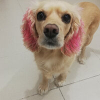 İngiliz Cocker Spaniel, Köpek  Bia fotoğrafı