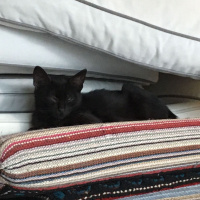 Bombay, Kedi  KAHVE fotoğrafı